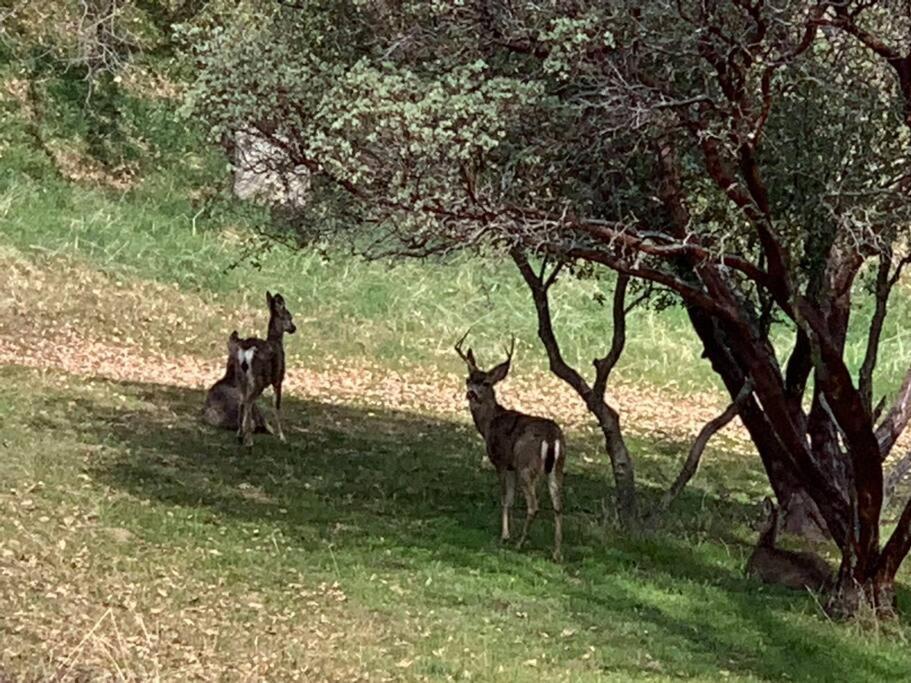 New! Yosemite Mountain Villa, Stunning Views -More オークハースト エクステリア 写真